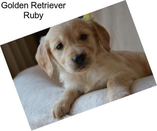 Golden Retriever Ruby