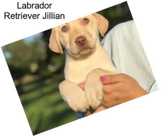 Labrador Retriever Jillian