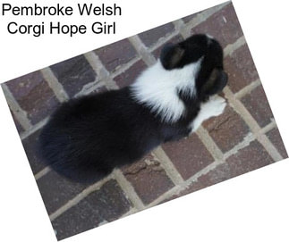 Pembroke Welsh Corgi Hope Girl