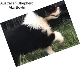 Australian Shepherd Akc Boytri