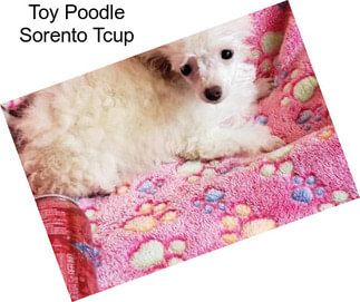 Toy Poodle Sorento Tcup