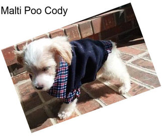 Malti Poo Cody