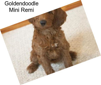 Goldendoodle Mini Remi