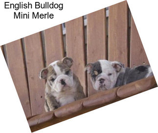 English Bulldog Mini Merle