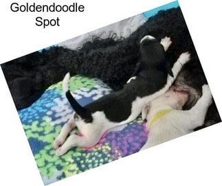 Goldendoodle Spot