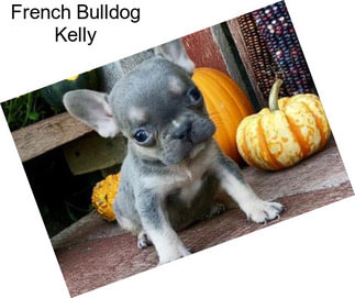 French Bulldog Kelly