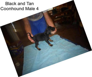 Black and Tan Coonhound Male 4