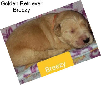 Golden Retriever Breezy