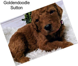 Goldendoodle Sutton