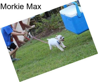 Morkie Max
