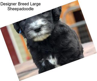 Designer Breed Large Sheepadoodle