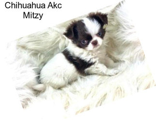Chihuahua Akc Mitzy
