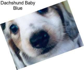 Dachshund Baby Blue