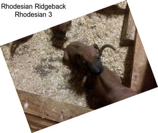 Rhodesian Ridgeback Rhodesian 3