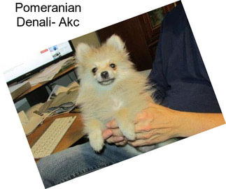 Pomeranian Denali- Akc