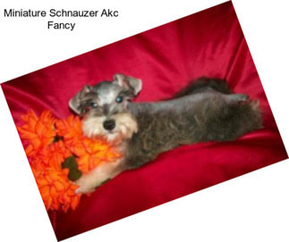 Miniature Schnauzer Akc Fancy