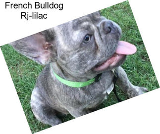 French Bulldog Rj-lilac