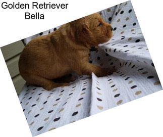 Golden Retriever Bella