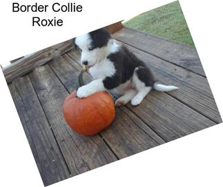 Border Collie Roxie