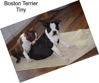 Boston Terrier Tiny