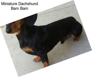 Miniature Dachshund Bam Bam