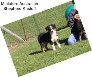 Miniature Australian Shepherd Kristoff
