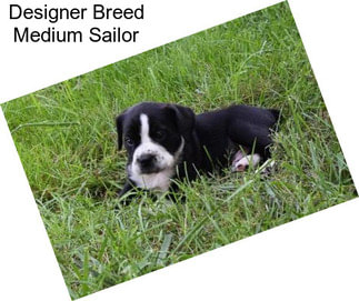 Designer Breed Medium Sailor