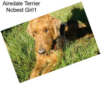 Airedale Terrier Ncbest Girl1