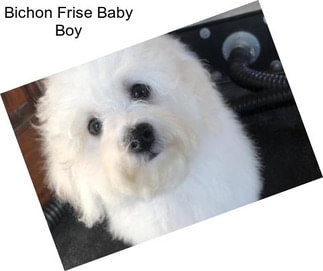 Bichon Frise Baby Boy