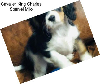 Cavalier King Charles Spaniel Milo