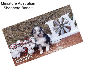 Miniature Australian Shepherd Bandit