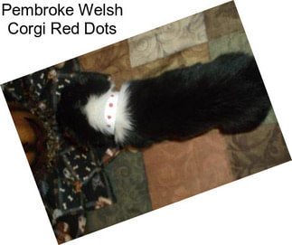Pembroke Welsh Corgi Red Dots