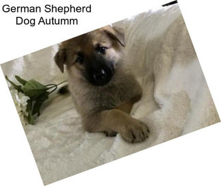 German Shepherd Dog Autumm