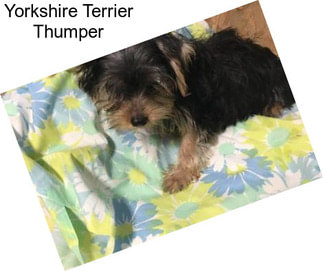 Yorkshire Terrier Thumper