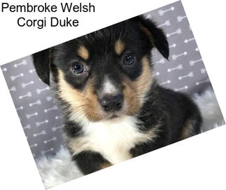 Pembroke Welsh Corgi Duke