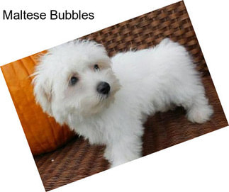 Maltese Bubbles