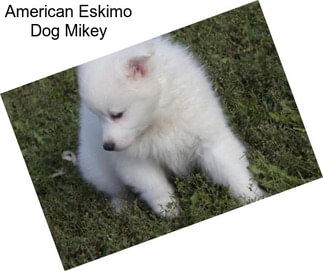 American Eskimo Dog Mikey