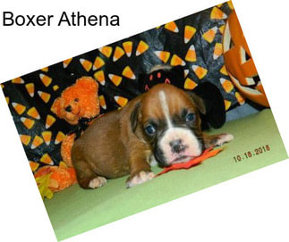 Boxer Athena