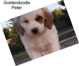 Goldendoodle Peter