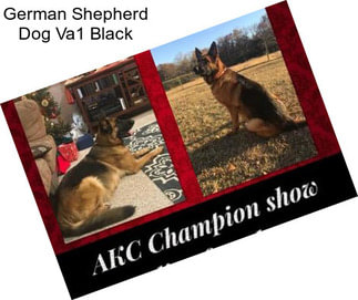 German Shepherd Dog Va1 Black