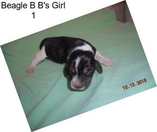 Beagle B B\'s Girl 1