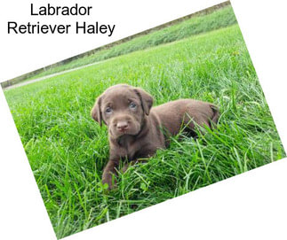 Labrador Retriever Haley