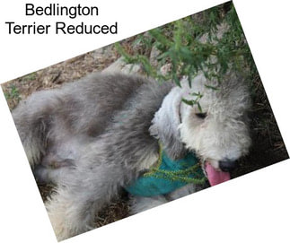 Bedlington Terrier Reduced