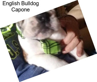 English Bulldog Capone