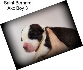 Saint Bernard Akc Boy 3