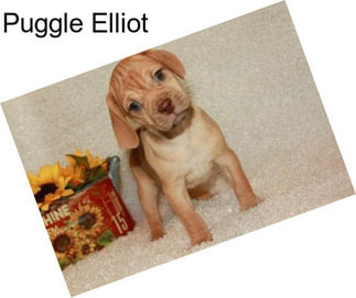 Puggle Elliot
