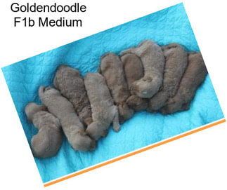 Goldendoodle F1b Medium