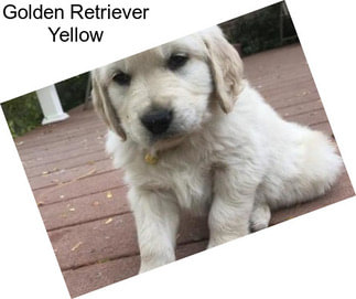 Golden Retriever Yellow