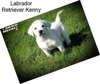 Labrador Retriever Kenny