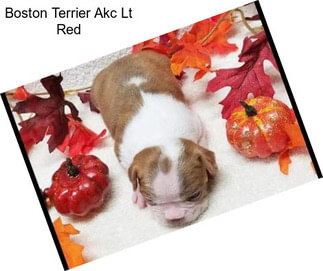 Boston Terrier Akc Lt Red